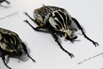 Poster - Beetle insect prepared by Latin labels on white paper.