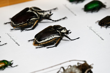 Wall Mural - Beetle insect prepared by Latin labels on white paper.