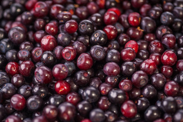 Huckleberry Harvest