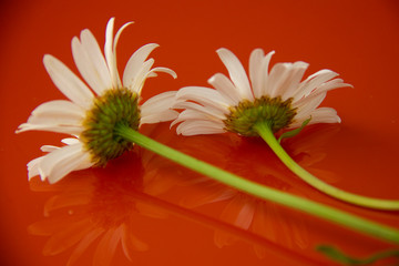 natural background. two daisies lie on a reflective orange surface. picked flowers at home.