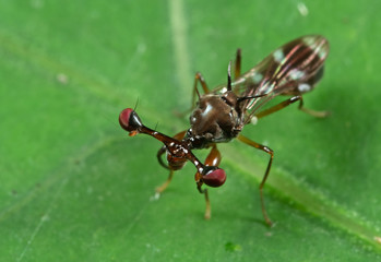 Macro Photo of Stalk-eyed fly on Green Leaf