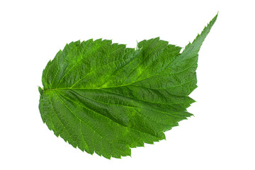 Cumberland leaf closeup