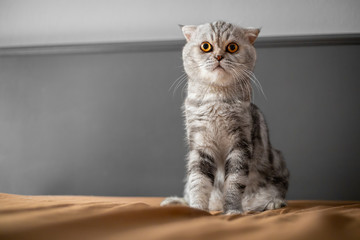 So cute of scottish fold cat.