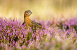 Red Grouse male in colourful purple heather in the month of August.  Facing right.  Colourful purple heather in bloom.  Landscape, Horizontal.  Space for copy.