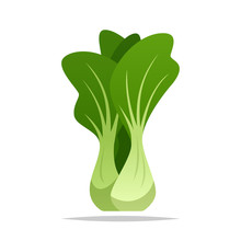 Bok Choy Vegetable Vector Isolated Illustration