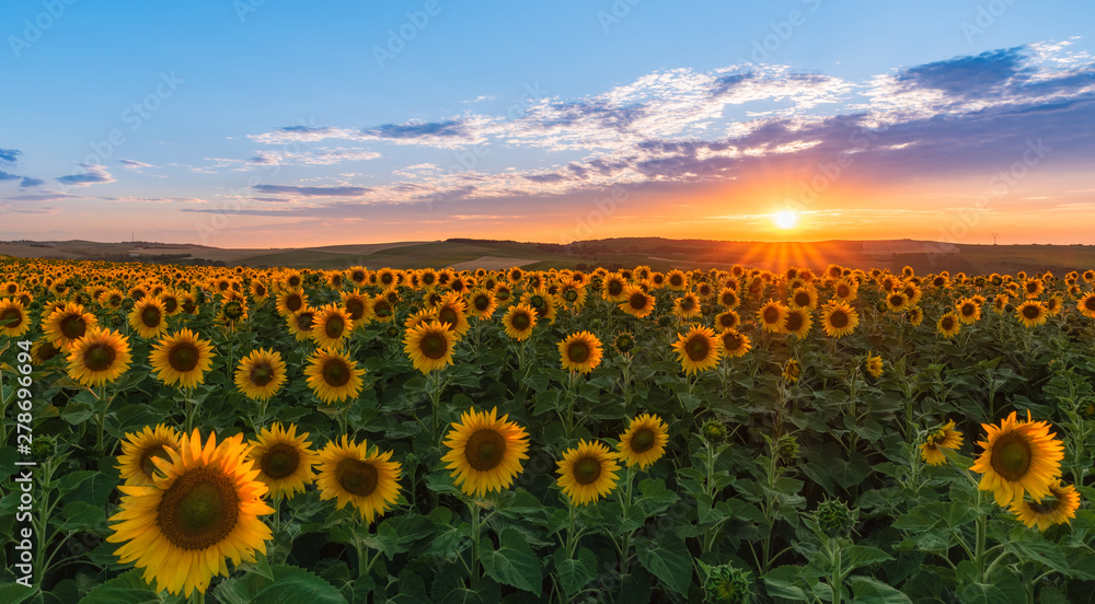 Sunset over field of sunflowers - obrazy, fototapety, plakaty 