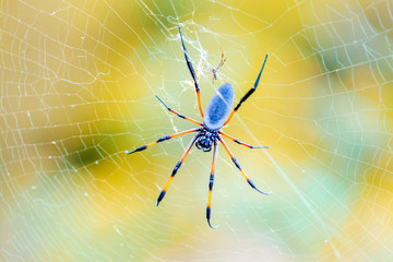 spider on web