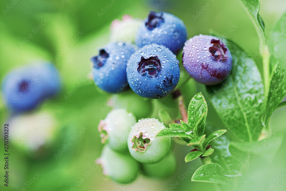 Organic blueberries in raindrops on the bush against green background. - obrazy, fototapety, plakaty 