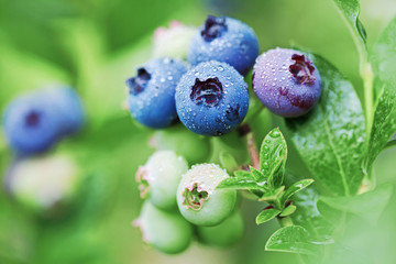 organic blueberries in raindrops on the bush against green background.