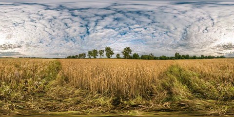 Wall Mural - full seamless spherical hdri panorama 360 degrees angle view among rye and wheat fields in summer day with beautiful cirrocumilus clouds in equirectangular projection