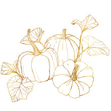 Line Art Golden Composition For Harvest Festival. Hand Painted Traditional Pumpkins With Leaves And Branches Isolated On White Background. Botanical Illustration For Design, Print Or Background.