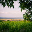 © Ewald Fröch - Rust am See with vineyards in Burgenland Austria