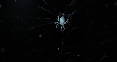 Spider on the net at night, including original audio