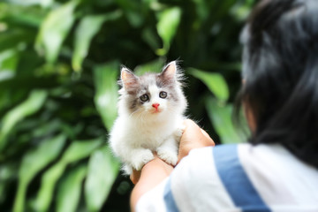 Beautiful kitten on the palm ,Woman is stroking a small kitten.