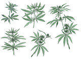 Fototapeta Sypialnia - Decorative set of green branch of big hemp and leaves
