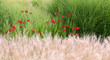 Hintergrund von roten Blumen vor gelbem und grünen Gras