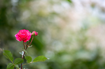 Wall Mural - einzelne rote Rose vor diffusem Hintergrund