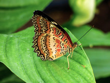 Brown And Orange Butterfly On Green Leaf