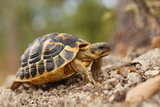 Fototapeta Konie - tortue se déplaçant dans son milieu naturel