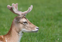 Head Shot Of A Male Fallow Deer (dama Dama) With Antlers