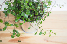 Muehlewbeckia Complera Wire Vine Plant In Pot With Wooden Background 