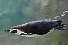 Humboldt Penguin Close-up Is Swimming In Water Underwater Photo, In Blue Tones.