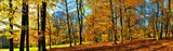 Fototapeta Nowy Jork - Old broad leaf (probably beech) trees in the park at autumn afternoon daylight