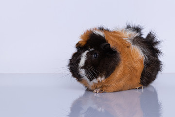 female guinea pig, sitting, looking from left, on white background with self reflection