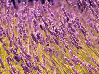 Lavender field on a summer day