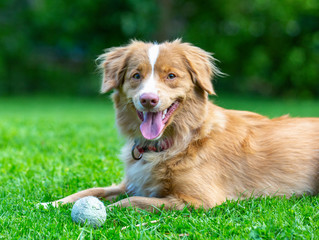 Puppy dog laying on the grass outdoors. Toller puppy with a tennisball in the field.