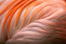 Close Up And Abstract Of Caribbean Flamingo