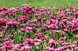 © Karina - Field of flowers