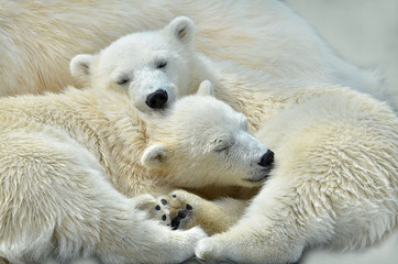 Wall Mural - polar bear on white background