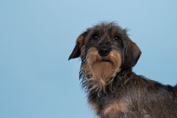 Wall Mural - Full body closeup of a bi-colored longhaired  wire-haired Dachshund dog with beard and moustache isolated on a blue background