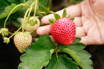 Fresh strawberry for healthy eating in daily life 