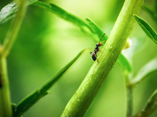 Ant Walking On Green Plant Stem