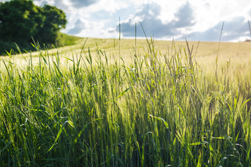 In the fields grows the crop and beautiful wildflowers in a rural landscape.