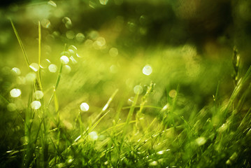 Sunny abstract green nature background, selective focus