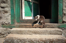 Thin, Dirty, Scruffy Grey And White Cat Looking Mad And Scary Sitting On Doorway Of Old House. Solukhumbu, Nepal