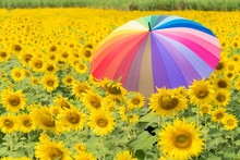 Muticolor Umbrella In Sunflower Field.