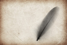 Beautiful Abstract Color Gray And Black Feather On The Brown And White Isolated Background And Wallpaper