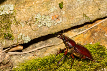 Wall Mural - Reddish-brown Stag Beetle (Lucanus capreolus)