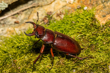 Wall Mural - Reddish-brown Stag Beetle (Lucanus capreolus)