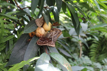 Butterfly at a tropical house