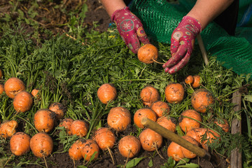 Sticker - Gardener harvest carrots. Round root vegetables are on the garden.