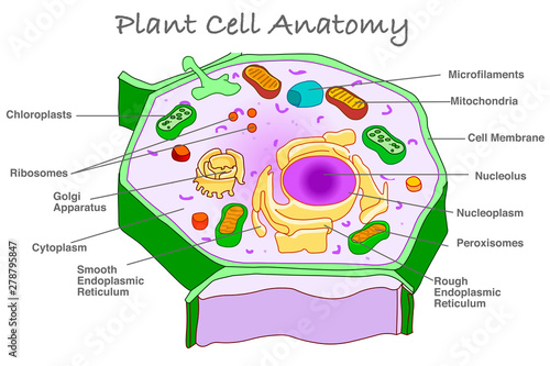 Plant cell anatomy diagram section. Explanation plant cell ...