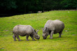 grazing rhinos