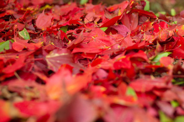 Wall Mural - Beautiful red maple leaf on autumn season, Maple leaves with blur background