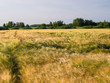 © kamil - rural landscape with wheat field and blue sky