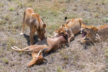 Lioness Who Killed An Antelope And Is Eating It, The Young Lion Waiting Beside